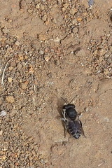 Megachile canariensis