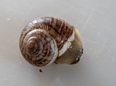 Helix nucula