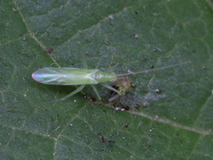 Aetorhinella parviceps