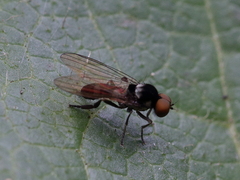 Callomyia dives