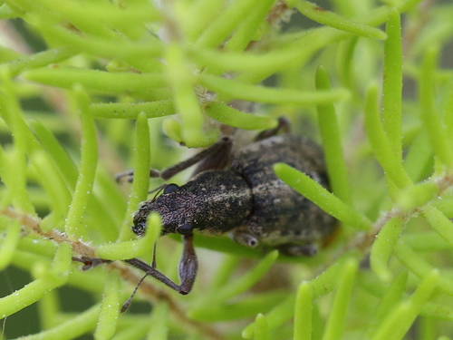 Coelositona verrucosus