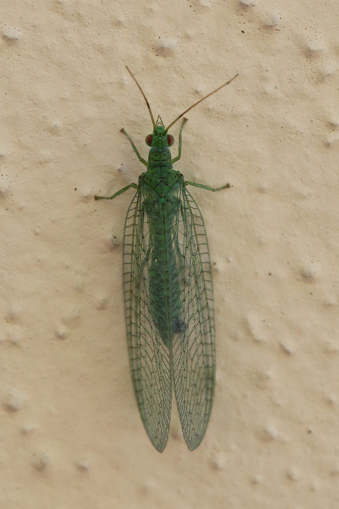 Atlantochrysa atlantica