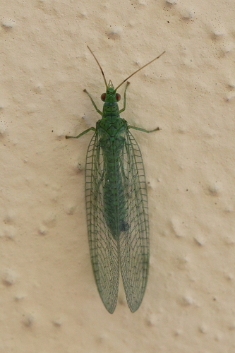 Atlantochrysa atlantica