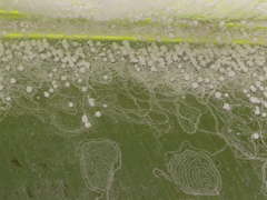 Aleurodicus dispersus