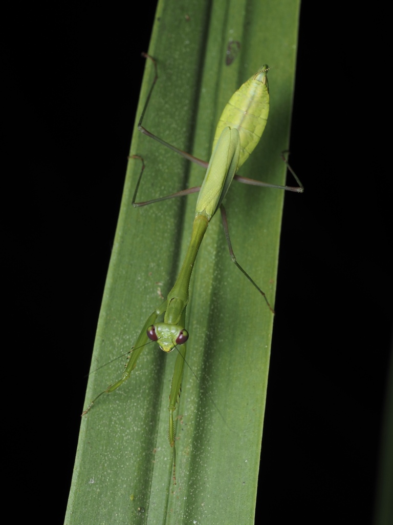 Slender Necked Mantis
