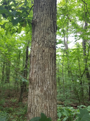 Image of Quercus austrina by (c) Scott Ward, some rights reserved (CC BY)