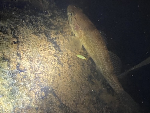 Giant bully (Gobiomorphus gobioides) — Eleotridae — 4