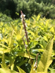 Persicaria glabra