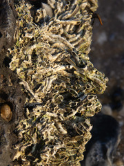 Galeolaria caespitosa