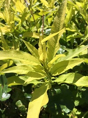 Persicaria glabra