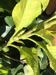 Persicaria glabra