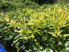 Persicaria glabra