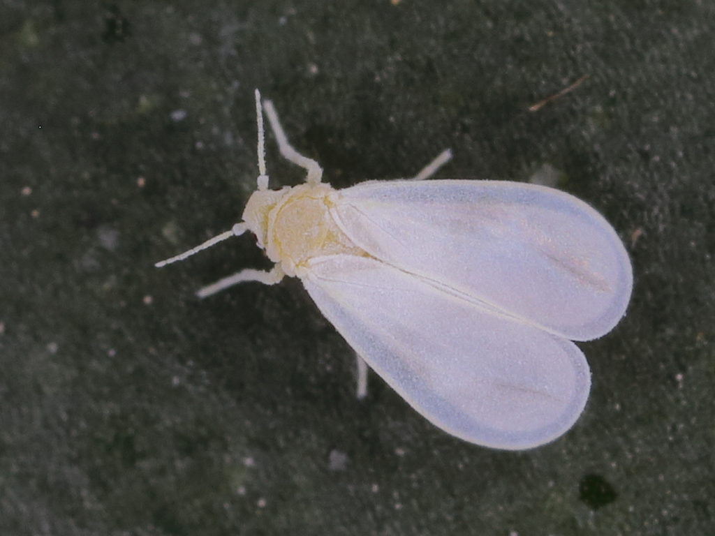 Glasshouse Whitefly