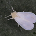 Greenhouse Whitefly - Photo (c) Guido Bohne, some rights reserved (CC BY-SA), uploaded by Dr. Guido Bohne