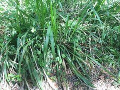 Tripsacum dactyloides