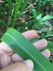 Tripsacum dactyloides