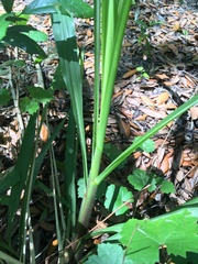 Tripsacum dactyloides