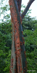 Bursera simaruba image