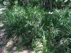 Tripsacum dactyloides