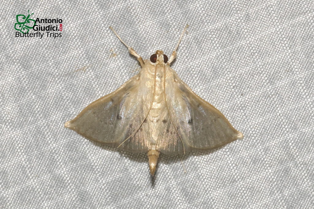 Phostria xipharesalis
