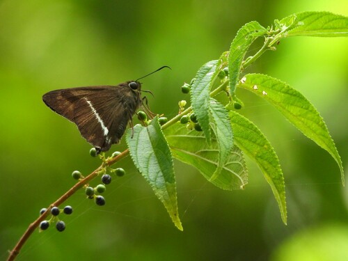 Hasora khoda (Mabille, 1876)
