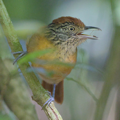 Thamnophilus doliatus image