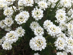 Iberis