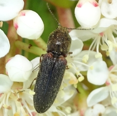 Limonius auripilis