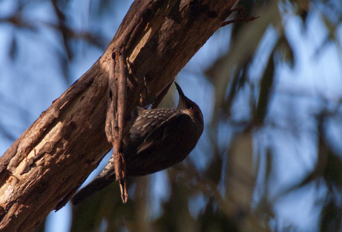 Climacteris erythrops