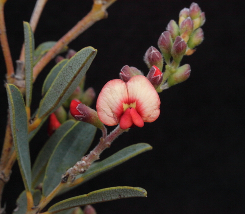 Gastrolobium crassifolium