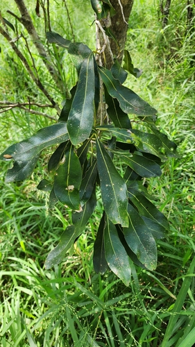 Foto de Tulipeira-do-gabão