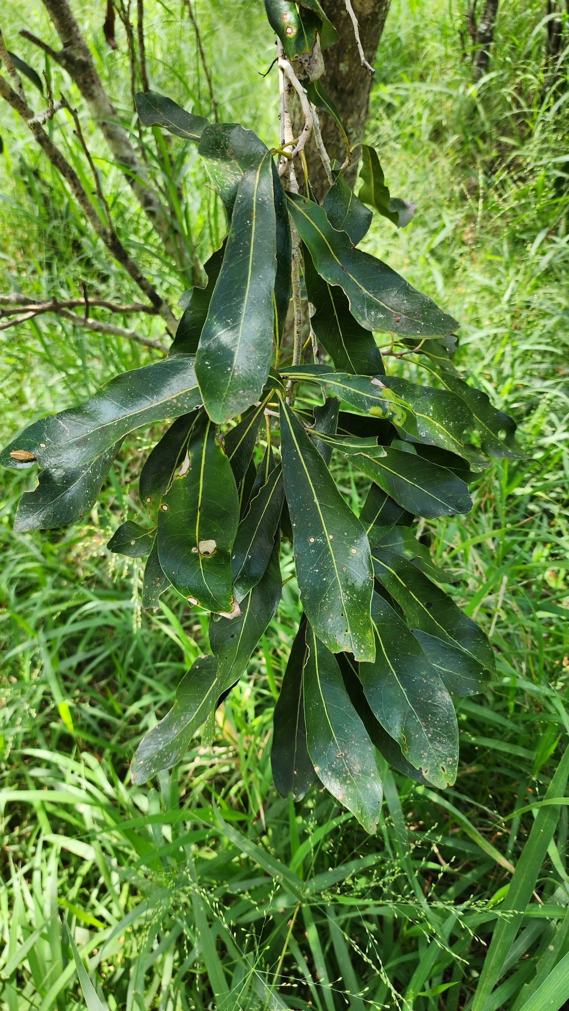 Imagem de Tulipeira-do-gabão