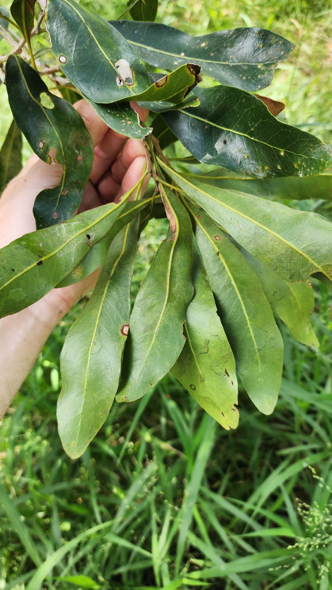 Imagem de Tulipeira-do-gabão