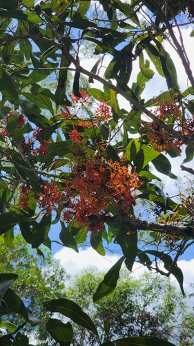 Foto de Tulipeira-do-gabão