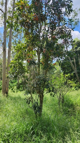 Foto de Tulipeira-do-gabão