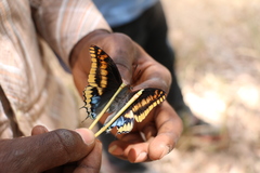 Charaxes legeri