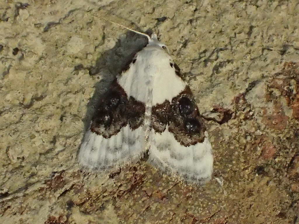 Sharp-blotched Nola Moth