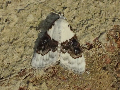 Sharp-blotched Nola Moth