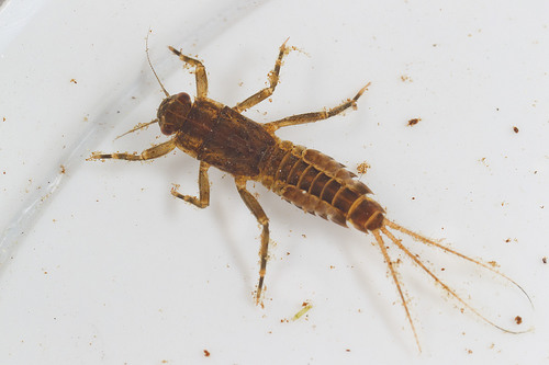 Ephemerellidae
