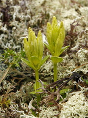 Gentiana glauca