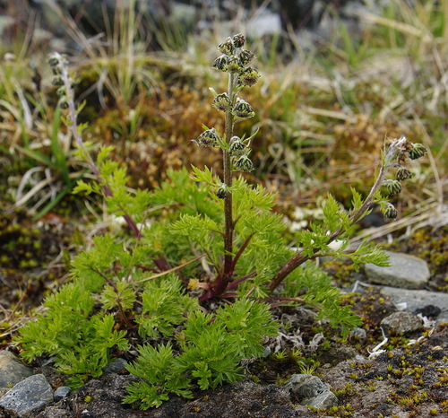 Artemisia norvegica