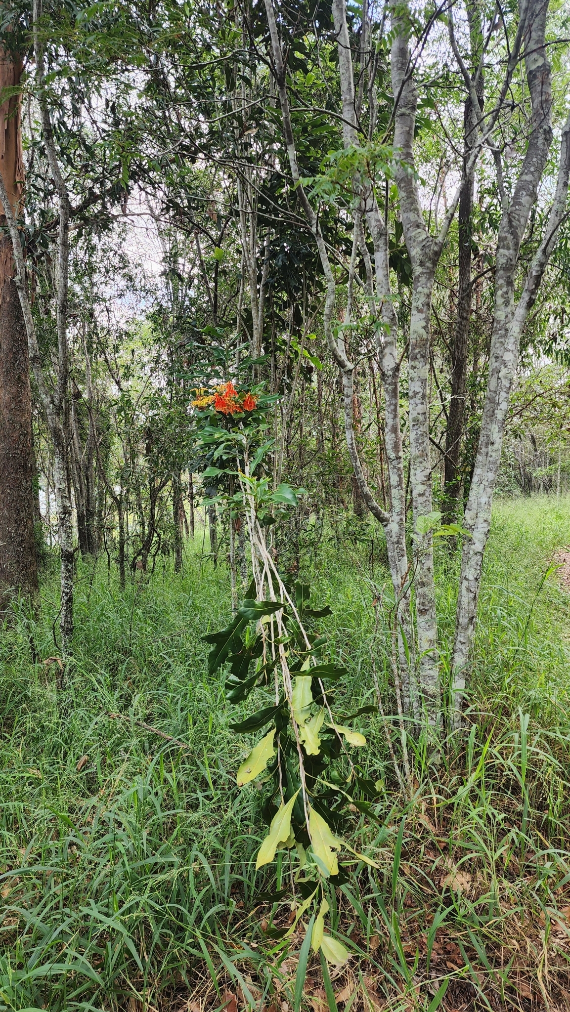 Imagem de Tulipeira-do-gabão