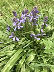 Hyacinthoides non-scripta