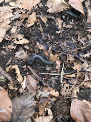 Pleurodelinae