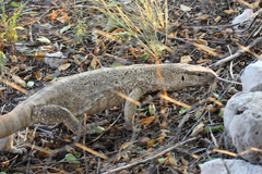 Varanus albigularis angolensis