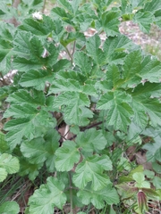 Heracleum sphondylium sphondylium