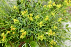 Euphorbia spinosa