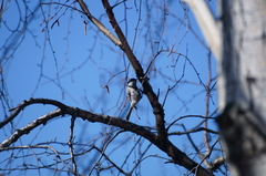 Poecile palustris
