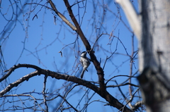Poecile palustris