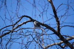 Poecile palustris